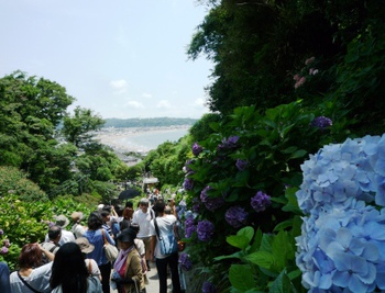 鎌倉の紫陽花