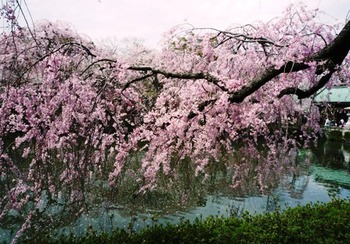 桜サクラ～❤