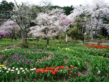秩父宮記念公園の桜まつり