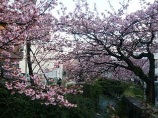 あたみ桜　2017