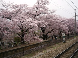勝沼ぶどう郷駅の「甚六桜」