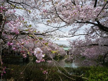 桜サクラ～❤