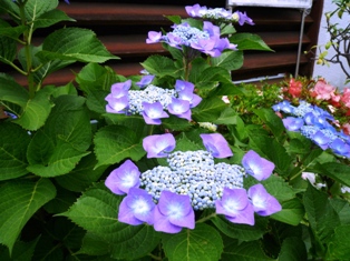 紫陽花。