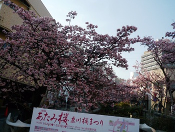 あたみ桜　