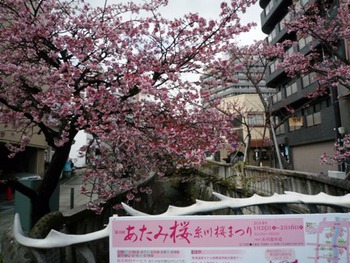 糸川のあたみ桜