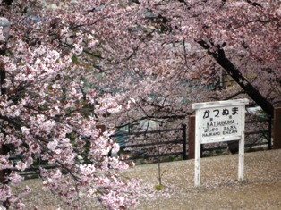 勝沼ぶどう郷駅の「甚六桜」