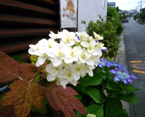 紫陽花。