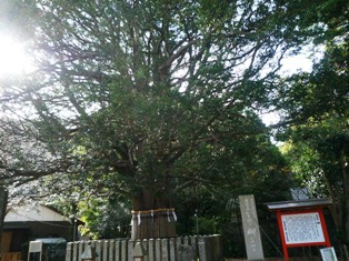 今年は熊野詣