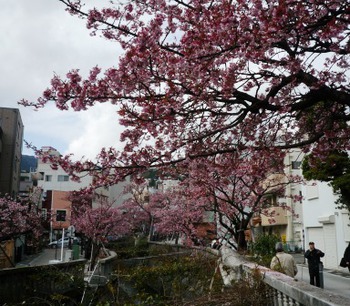 糸川のあたみ桜