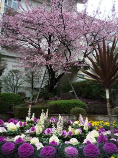 糸川のあたみ桜