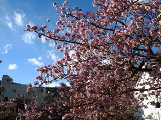 あたみ桜　2017
