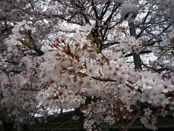 勝沼ぶどう郷駅の「甚六桜」
