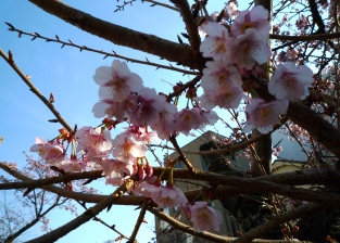 あたみ桜　