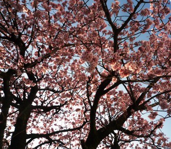 あたみ桜　