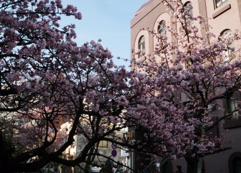 あたみ桜　