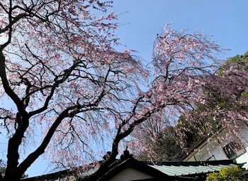 箱根湯本散策。