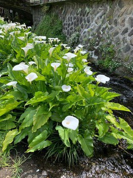 せせらぎ散歩。