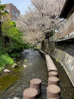 せせらぎ散歩。