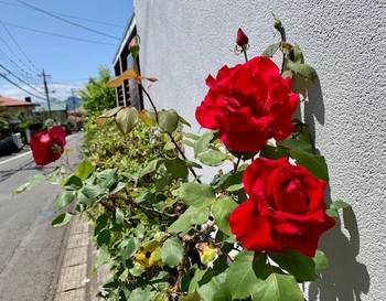 連休明け。