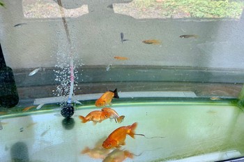 連休明け。