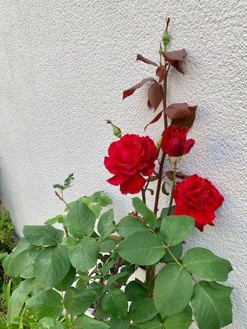 皐月五月四週目。