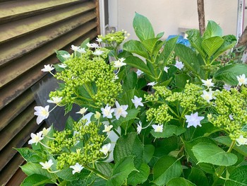 水無月壱週目。