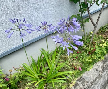 水無月四週目。