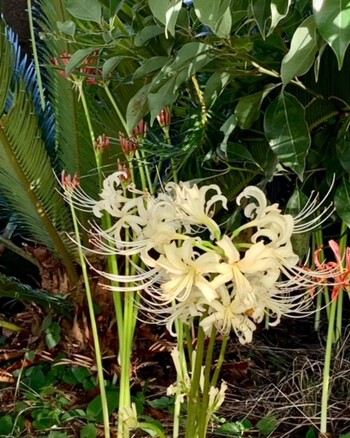 白曼珠沙華。