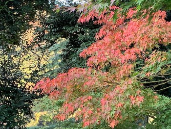 霜月弐週目。
