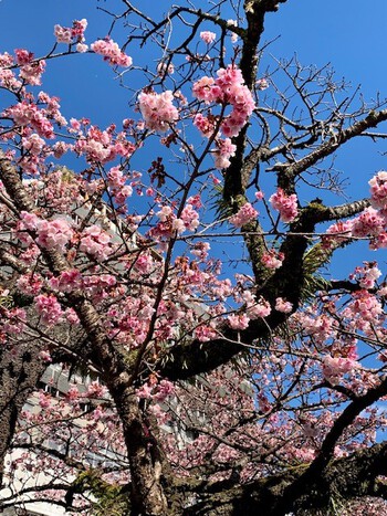 熱海桜。