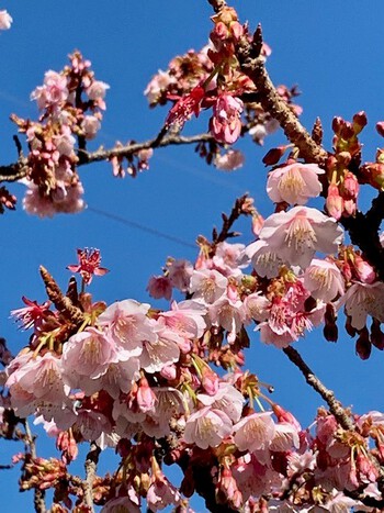 熱海桜。