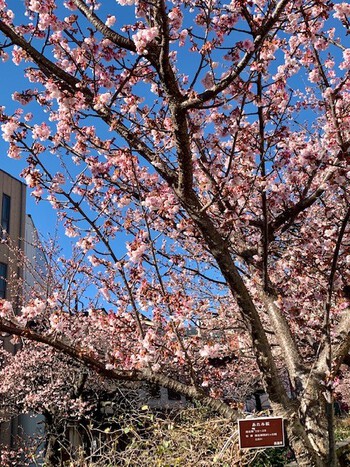 熱海桜。