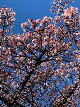 熱海桜。