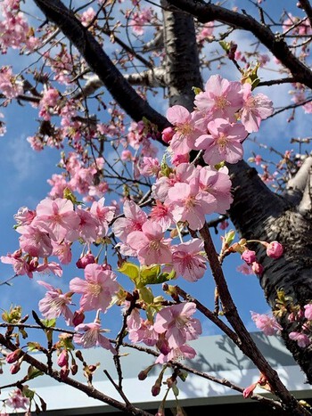 庭の河津桜。