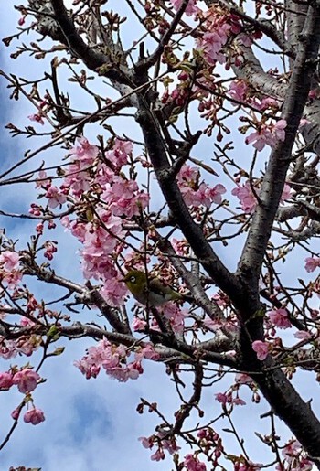 庭の河津桜。