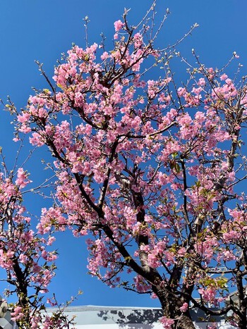 如月四週目の庭の桜。