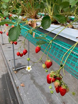 五月皐月立夏。