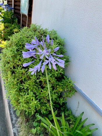 水無月夏至。