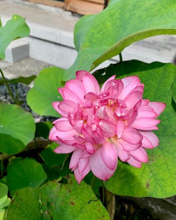 文月七月弐週目。