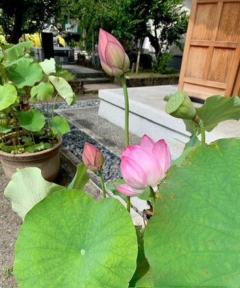 文月七月弐週目。