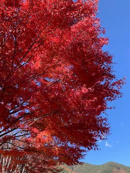河口湖の紅葉。