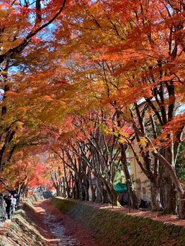 河口湖の紅葉。