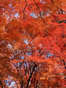 河口湖の紅葉。