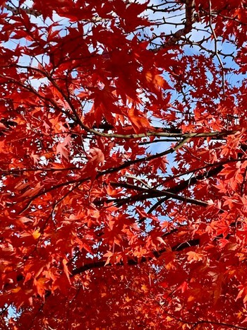 河口湖の紅葉。
