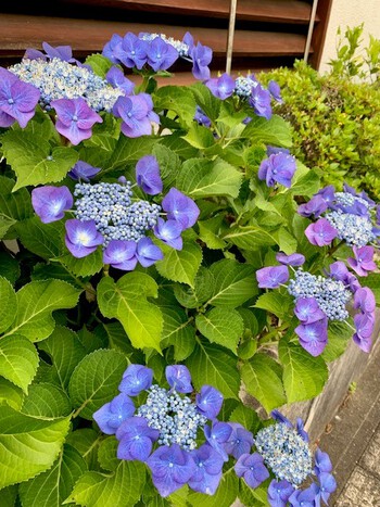 水無月夏至。