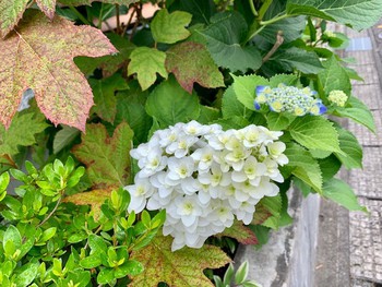 柏葉紫陽花。