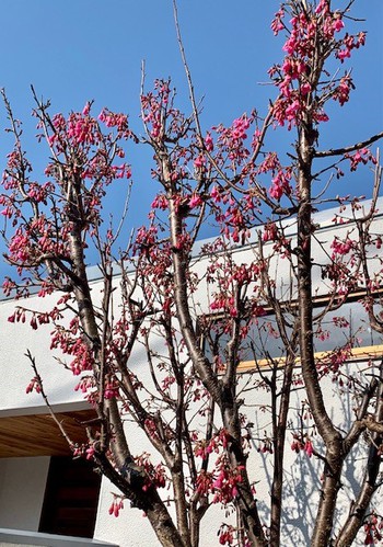 寒緋桜。
