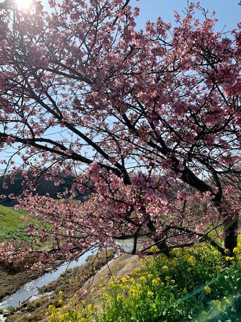寒緋桜。