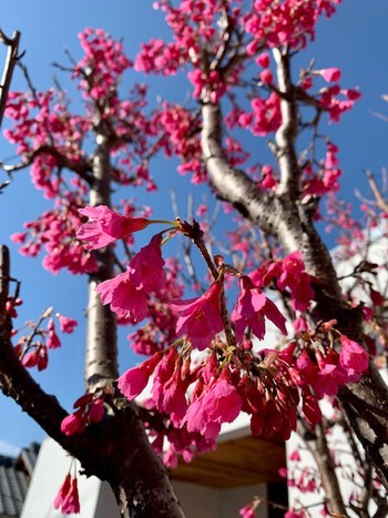 寒緋桜の花。