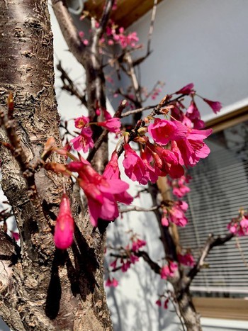 寒緋桜の花。